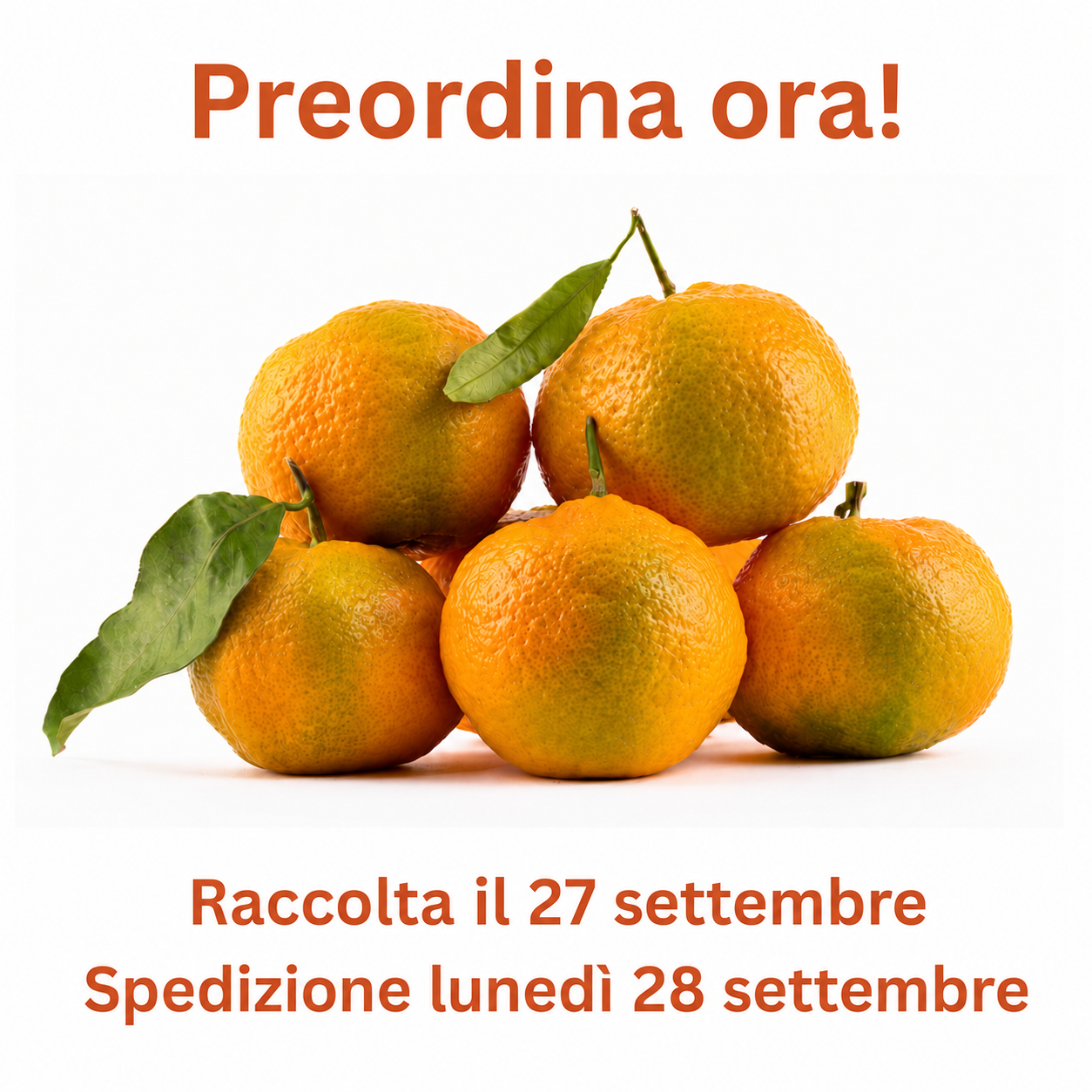 Clementine Prenules – preordine, raccolta 27 settembre e spedizione 28 settembre