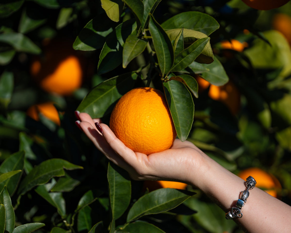 Agrumi dell’Azienda Agricola Lidia Elia pronti per la vendita diretta