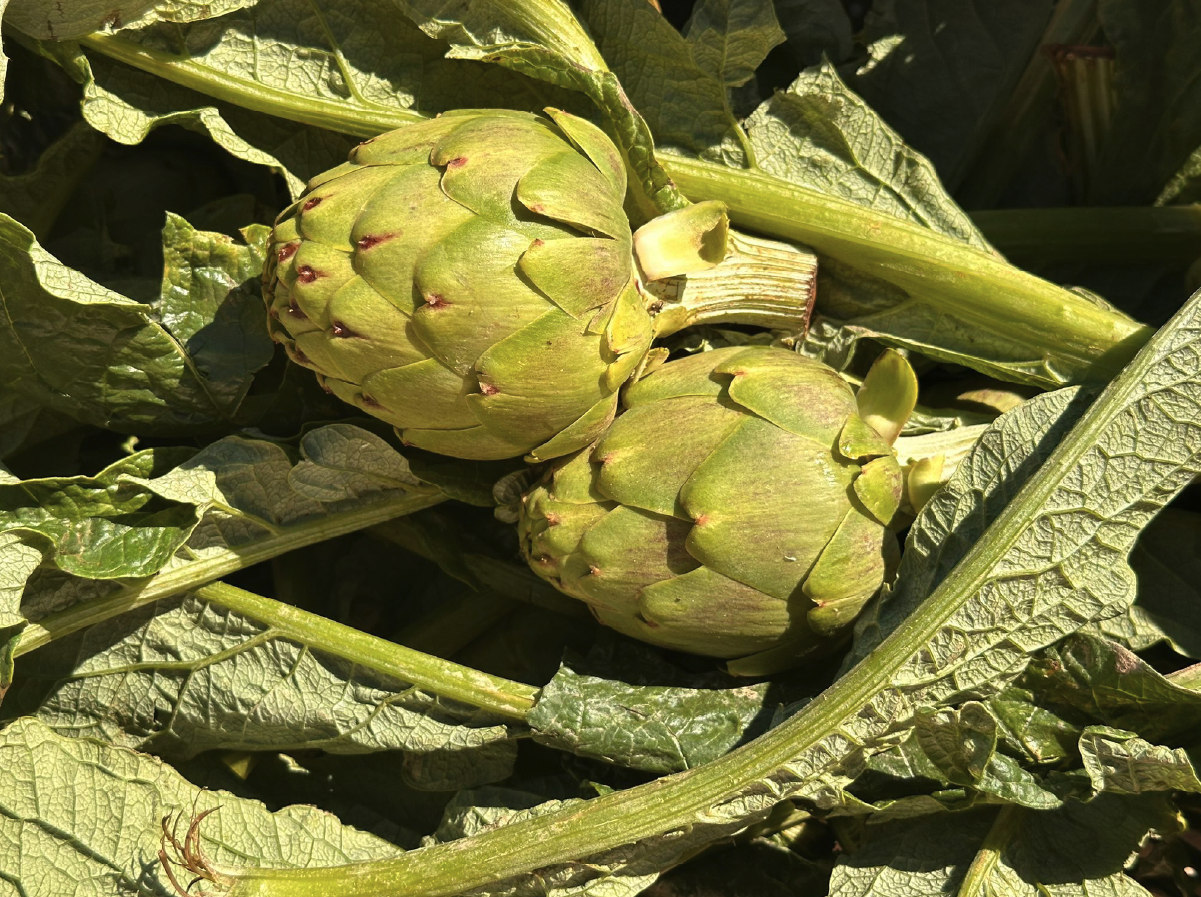 Carciofi Freschi